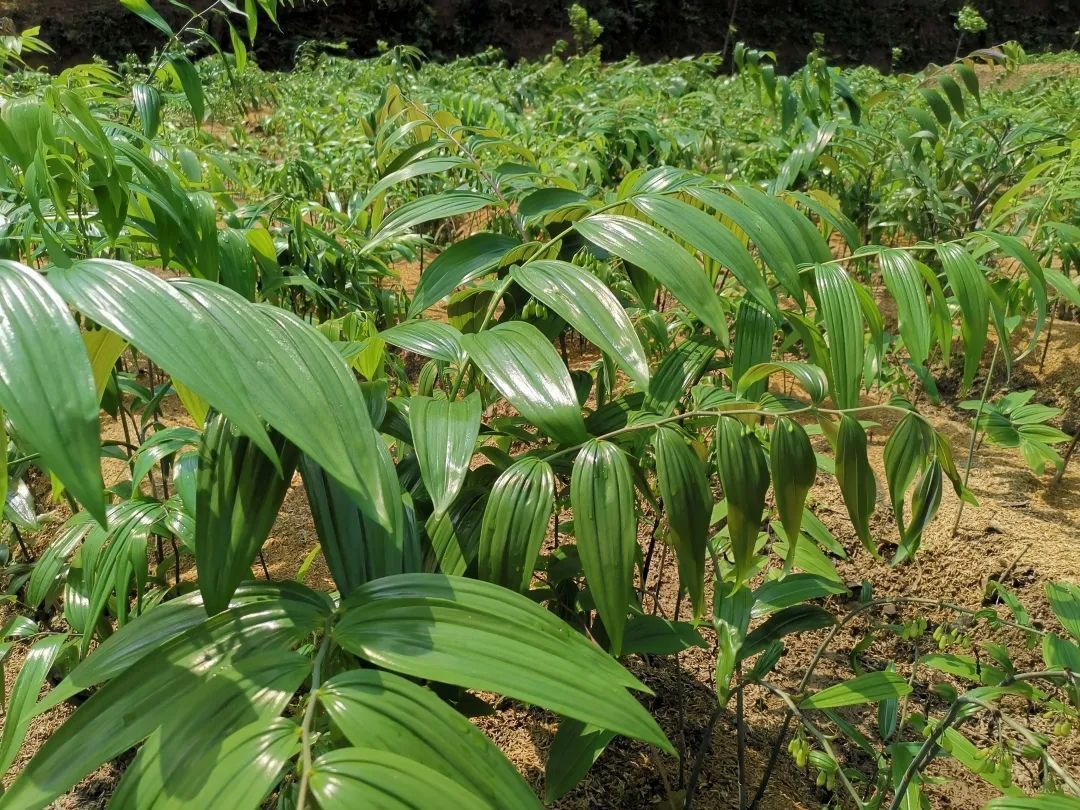 现有黄精种植面积4.2万亩,其中标准化种植0.