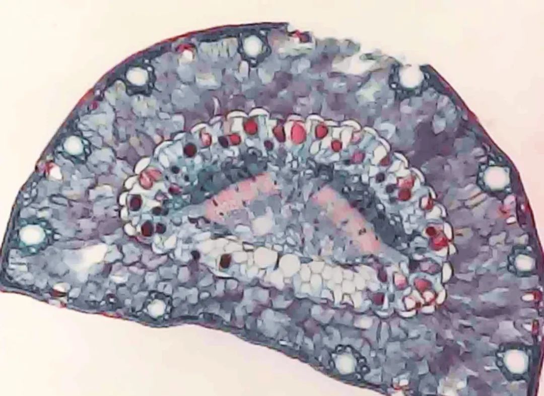 百合的子房能看到未发育的胚芽.