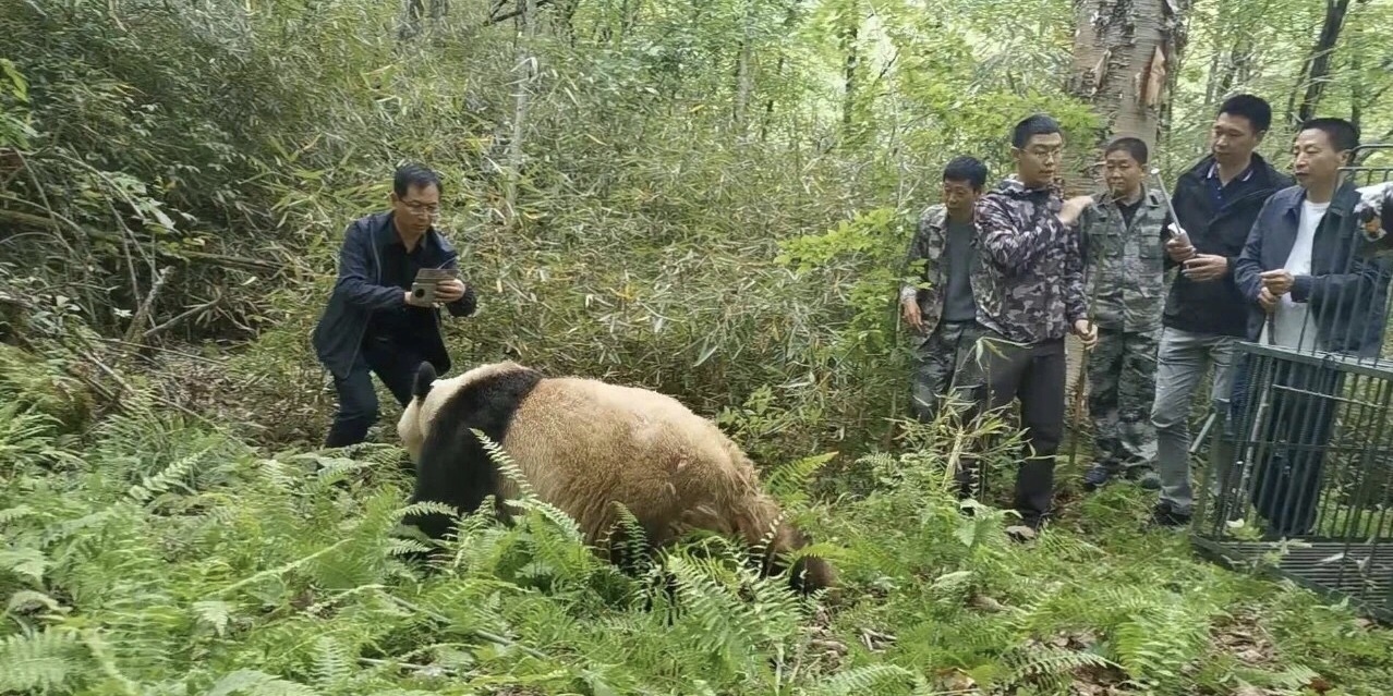 受伤野生大熊猫"唐唐"痊愈 已放归野外