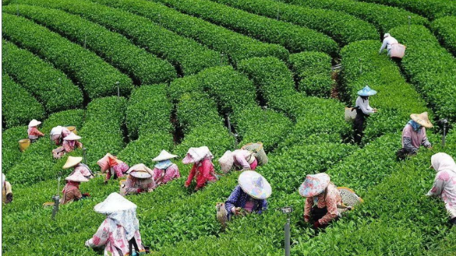 加入合作社的村民如何在茶叶种植中获得收益