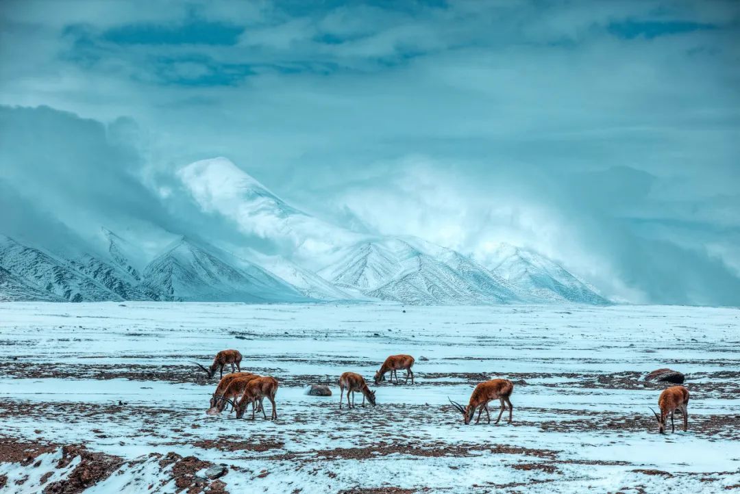 可可西里无人区,动物的天堂,人类的地狱,它究竟有多恐怖?