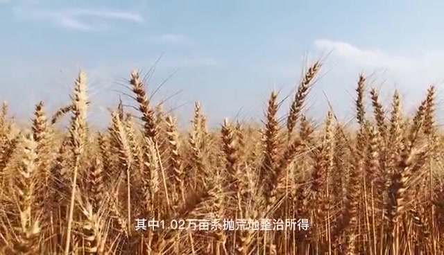 风吹麦浪杭州这里2万多亩小麦大丰收
