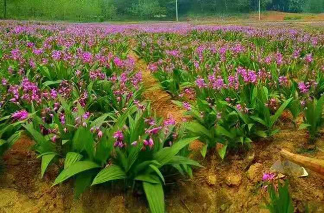开花时节的"白芨种植基地"