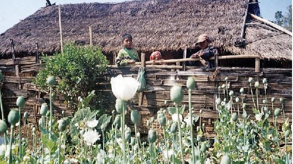 缅甸军阀为筹措军费使金三角成为世界毒品供货的源头