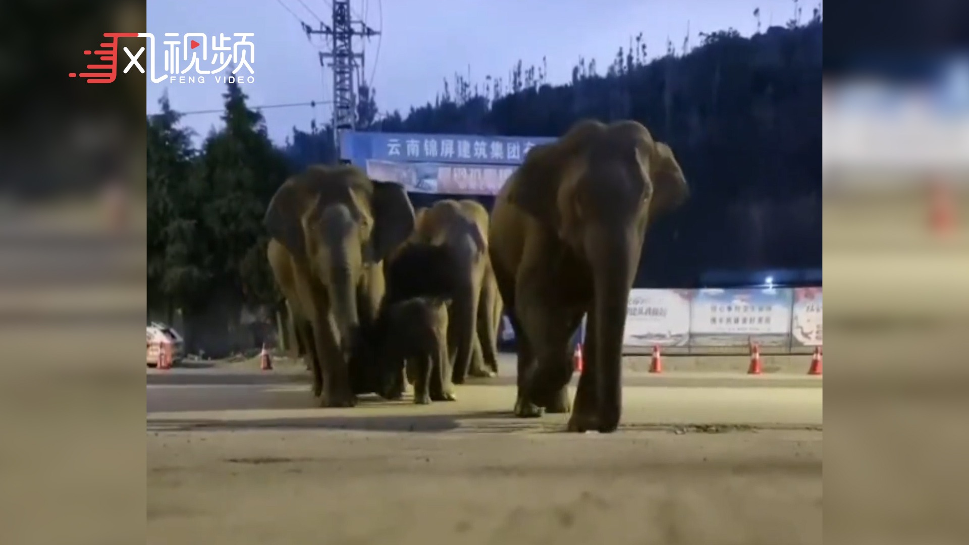 云南象群吃饱喝足继续北上距昆明地界仅两三公里