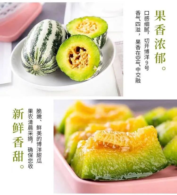 春季博洋9号蜜瓜-闻着香,咬着脆,甜到醉