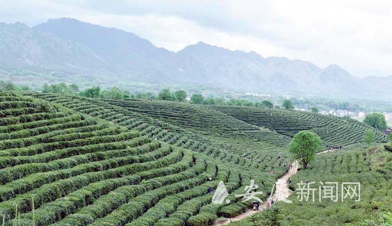 岳西县大山深处的琥珀村高标准茶园. 通讯员 程小龙 摄