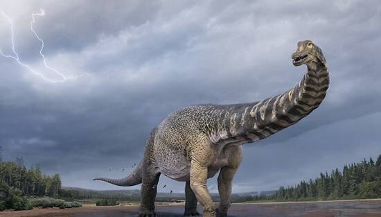 确认14年前发现的恐龙化石为新物种及澳大利亚最大恐龙