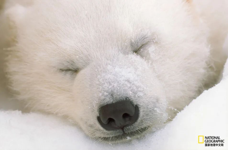 一只年轻的北极熊睡觉时鼻子上沾满了雪.