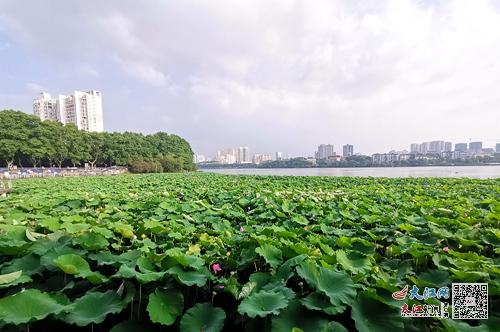 除市区和中广场外,濂溪公园,东林寺,濂溪区高垅乡谷山村,庐山市莲花池