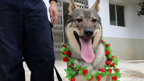 警方为立功缉毒犬授花环加鸡腿