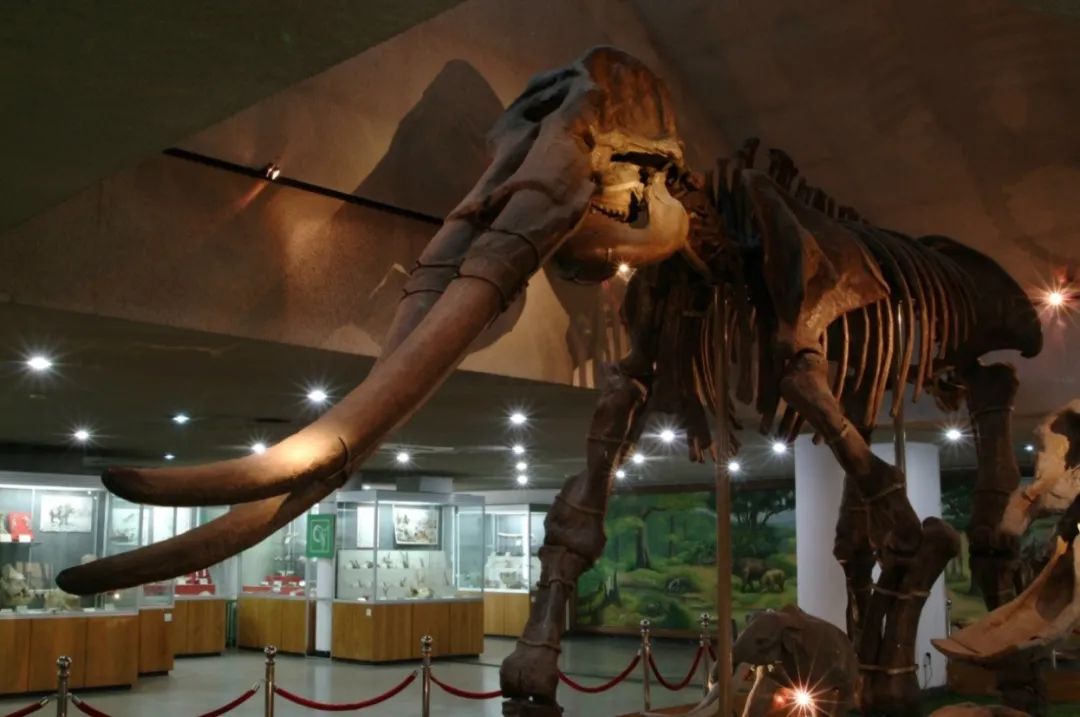 种子植物中国古动物馆展出的黄河象(师氏剑齿象)骨架(图片来源:王元