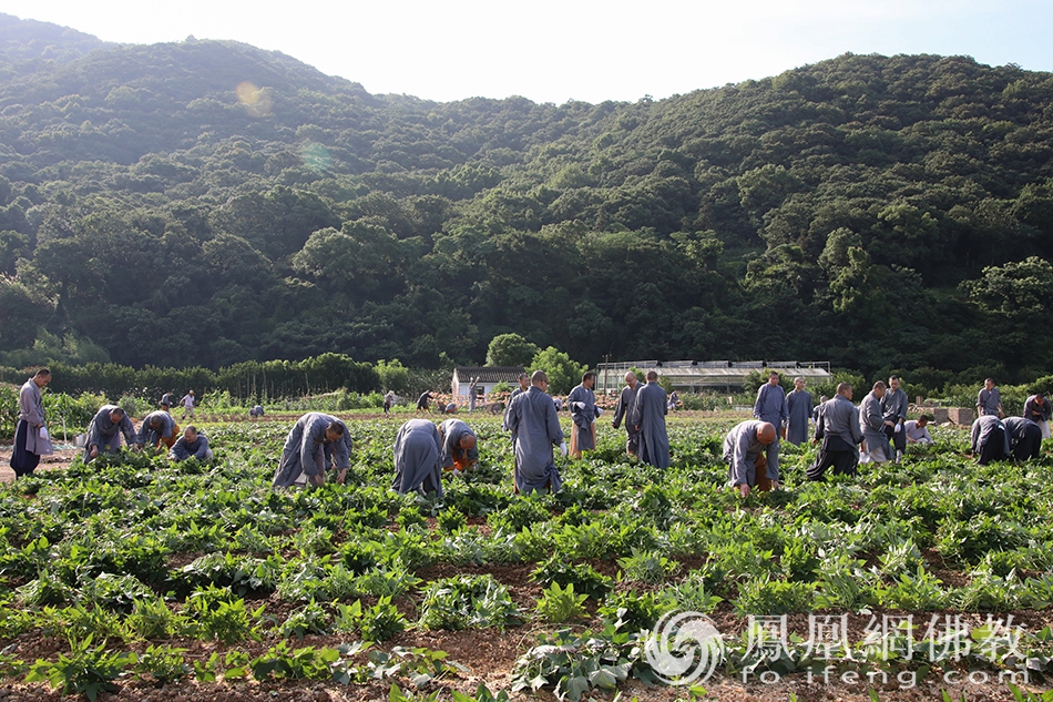 大众师父劳作(图片来源:凤凰网佛教 摄影:普陀山佛教协会)