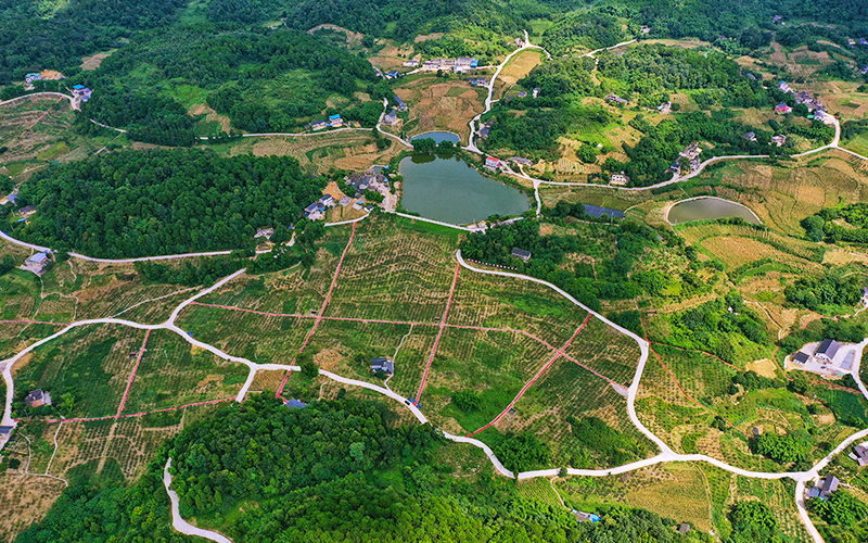 塘湾村高山生态水果产业园