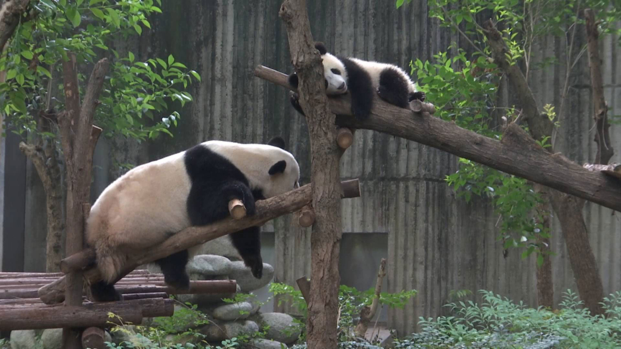 两岸记者川渝行探访成都大熊猫繁育研究基地
