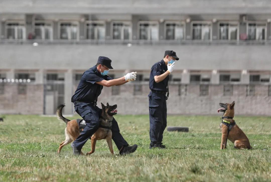 "考编"失败的准警犬,一掷千金的"铲屎官"