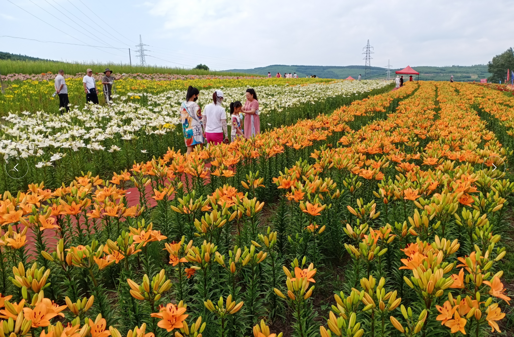 鸡西市梨树区龙药小镇百合花海俏迎四方游客