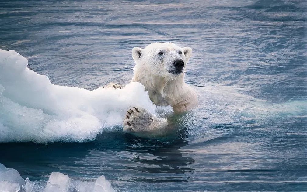 冰川急速融化,海冰的消失让海豹失去了繁衍的地方,以海豹为食的北极熊