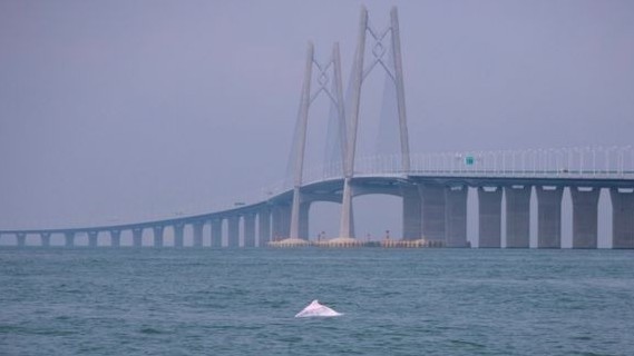 港珠澳大桥建设为中华白海豚让路