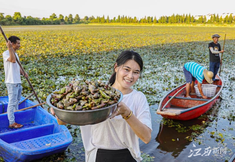 7月29日,在万年县湖云乡吾峰村委会欧村菱角种植基地,村民们正忙着