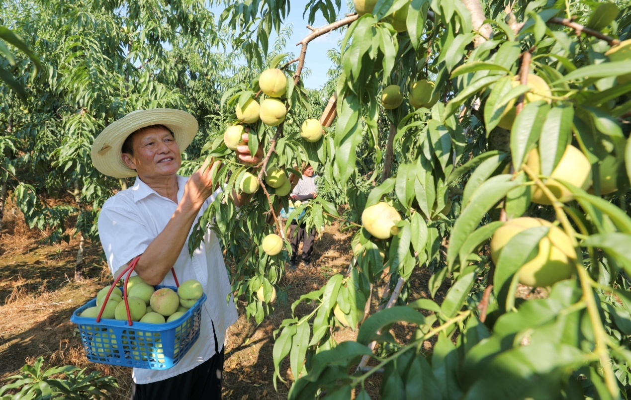 雷埠乡迎庆桃基地农民在喜摘迎庆桃