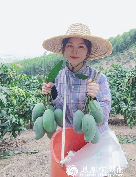 (广西百色田东县被称为芒果之乡,收获时节,漫山硕果;依托电商,很多