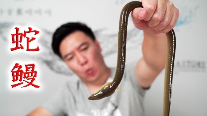 试吃不知名的蛇鳗号称油龙你们觉得它配这个名字吗