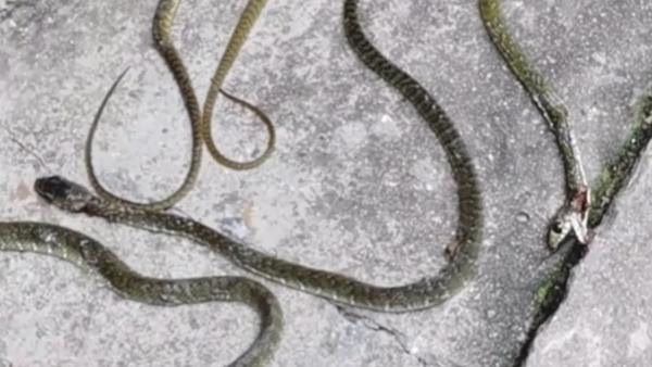 东莞一居民饲养20条蛇外逃社区已抓回或打死