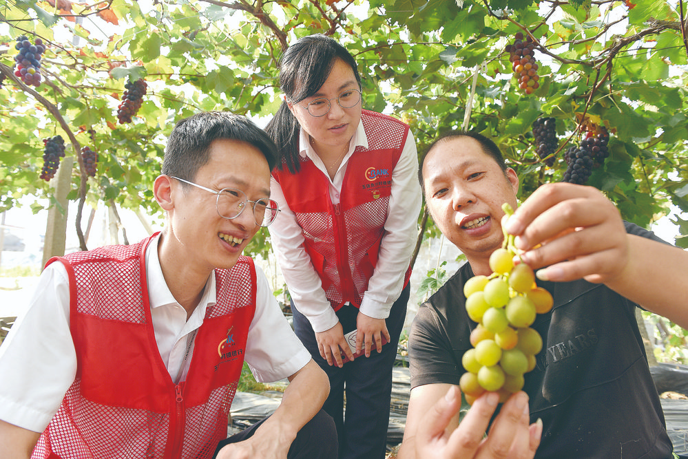 谢剑江的葡萄喜获丰收(资料图片)