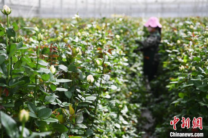 极大地缩短了育苗周期,提高育苗成活率,完成优质切花玫瑰种苗自主扦插