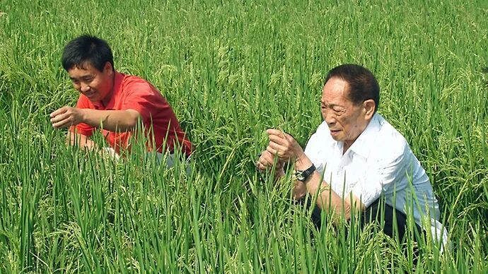 袁隆平院士(右)生前在南繁育种基地观察杂交水稻生长情况.