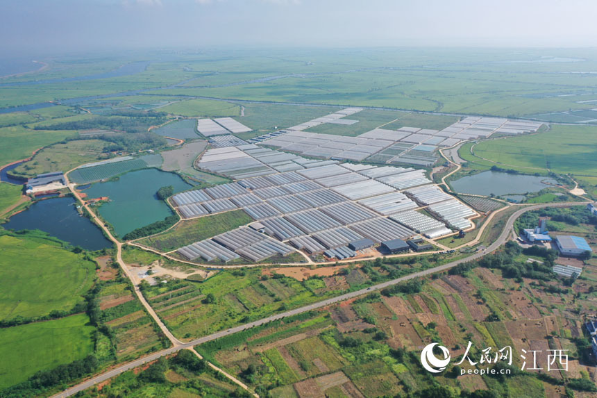 航拍镜头下的余干县瑞洪镇蔬菜种植基地.韩海建摄