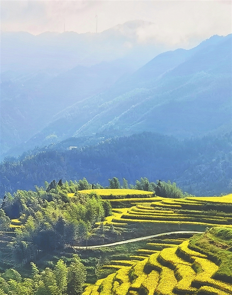 遂川桃源梯田图
