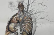 手绘人体解剖图超惊艳医学生都是被耽误的灵魂画手