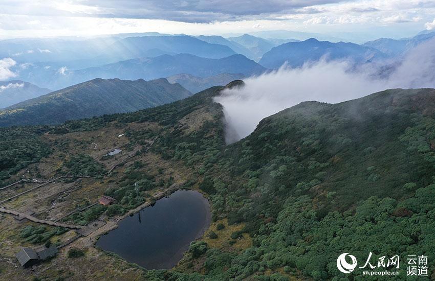 云南轿子山打造100亩高山杜鹃基因库