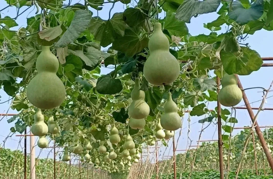 我们的节日丰收节系列活动2021年中国葫芦岛葫芦文化节启幕