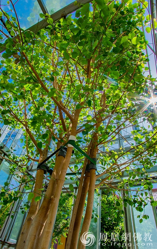 博山正觉寺菩提树与菩提叶(图片来源:凤凰网佛教 摄影:和曦)