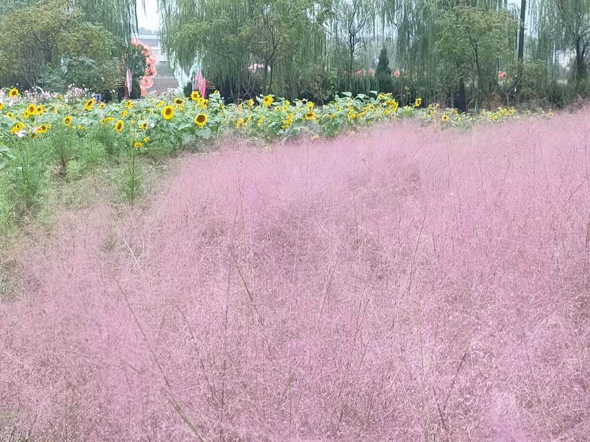 安徽无为市红庙山水涧花海景区首届葵花文化旅游节国庆盛大开幕,免费