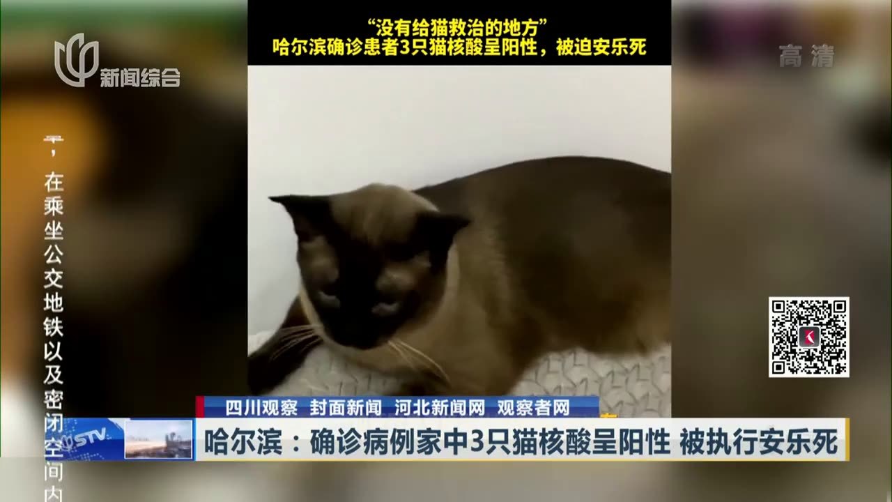 哈尔滨确诊病例家中3只猫核酸呈阳性被执行安乐死