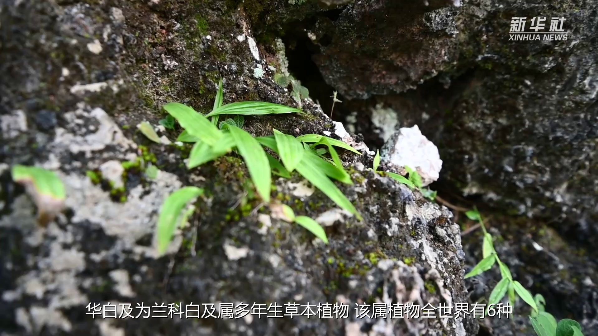 时隔120多年我国再度发现野生濒危植物华白及