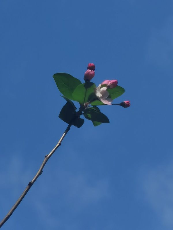 武汉春花返场秋花罢工