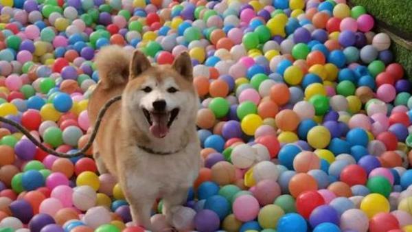 柴犬"登登"时隔三年再度被拍卖,"卖身还债"500元起
