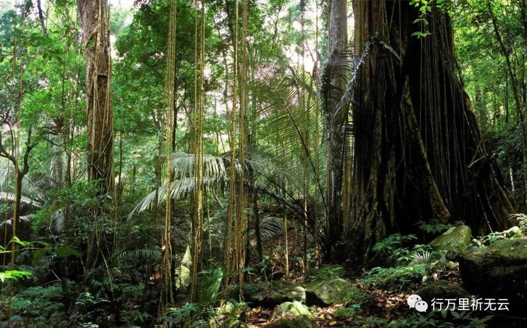 我的国家公园之恋5海南热带雨林国家公园