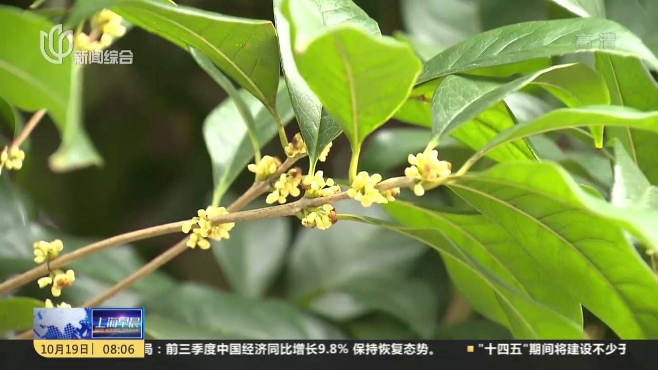 迟到桂花分外香 不同品种齐开放
