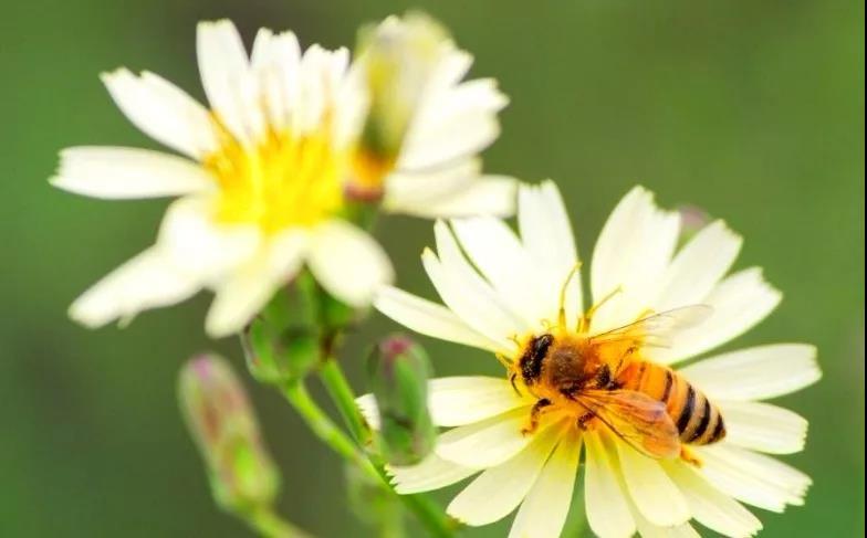 一年四季之中,春季与夏季为盛花期,在这两个季节蜜蜂产蜜最多,养蜂