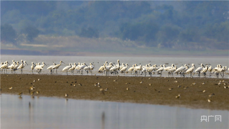 成群白琵鹭飞抵鄱阳湖越冬多图