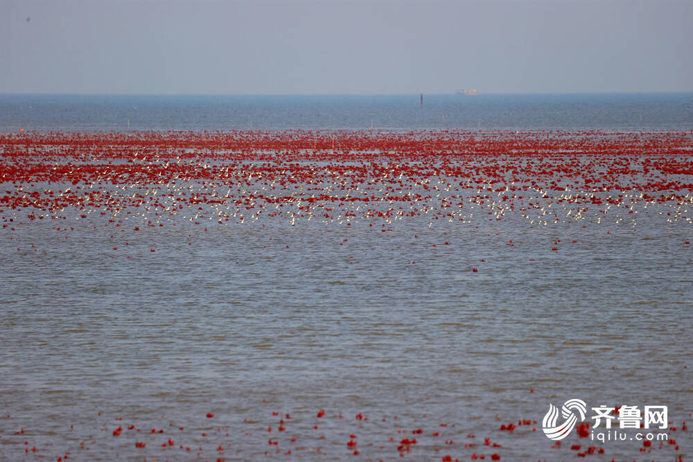 图/10月24日,山东东营,成群结队的鸟儿在黄河入海口沿海滩涂湿地上