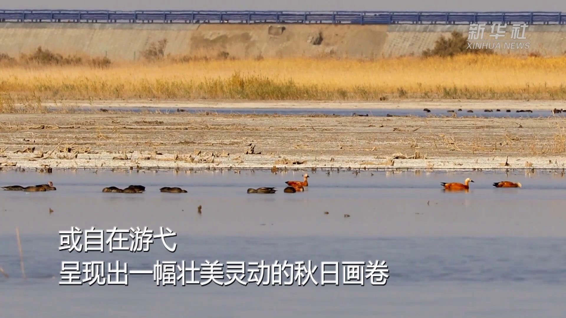 新疆:塔里木河尾闾湖泊水鸟翩跹