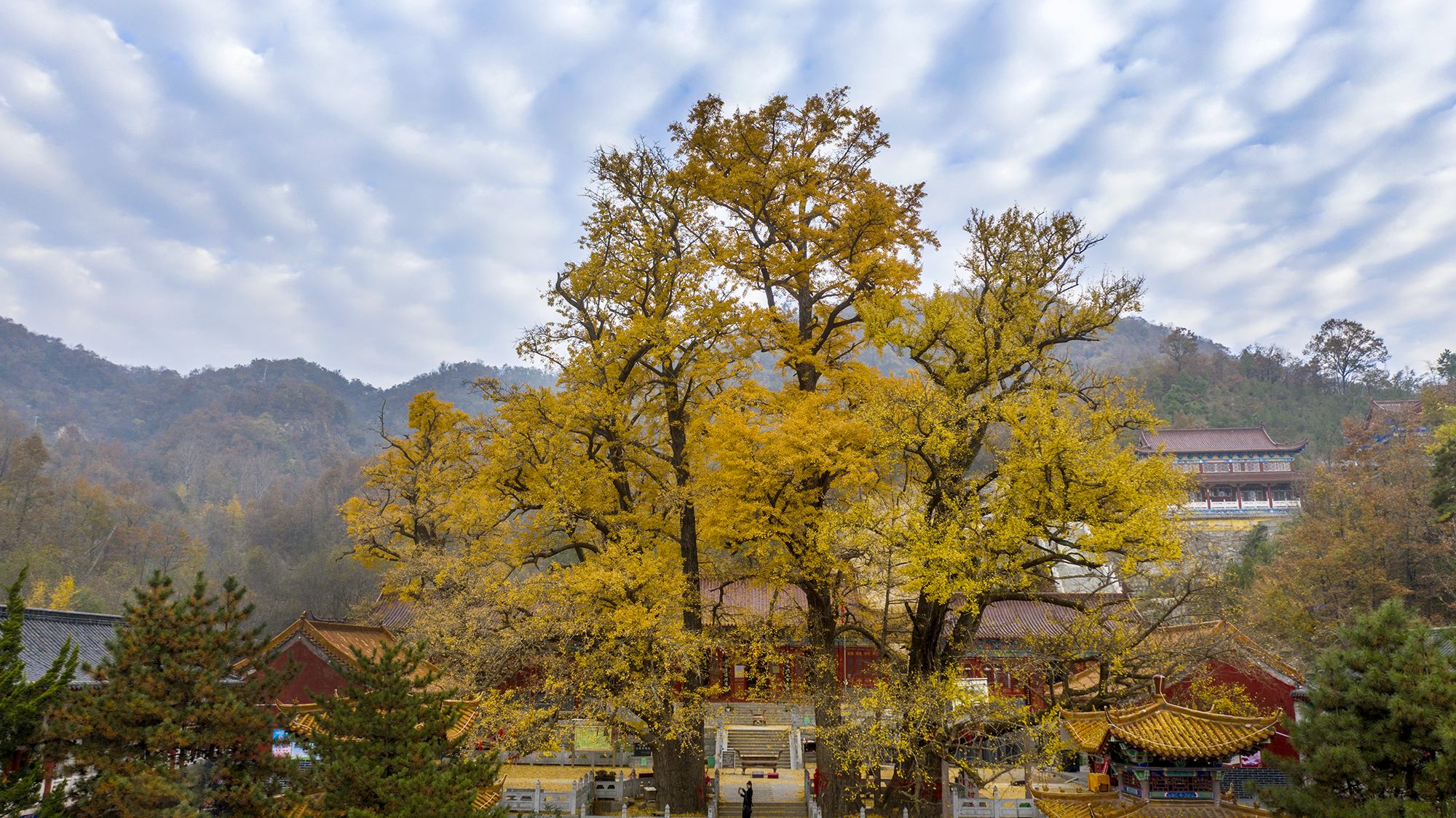 鲁山文殊寺千年银杏金光灿灿璀璨夺目