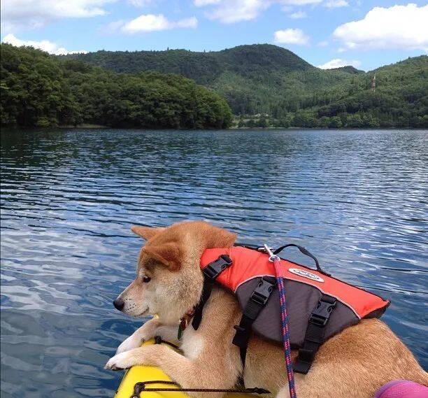 祝我们敬爱的表情包领导者doge16岁生日快乐!